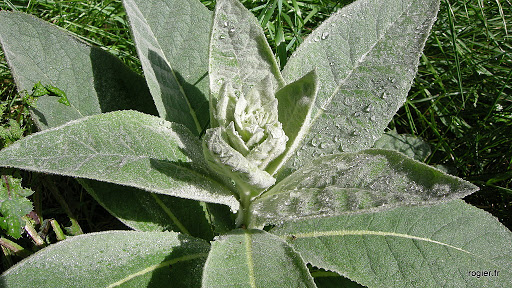 Fleur de la molène, utilisée sous différentes formes pour soigner les poumons