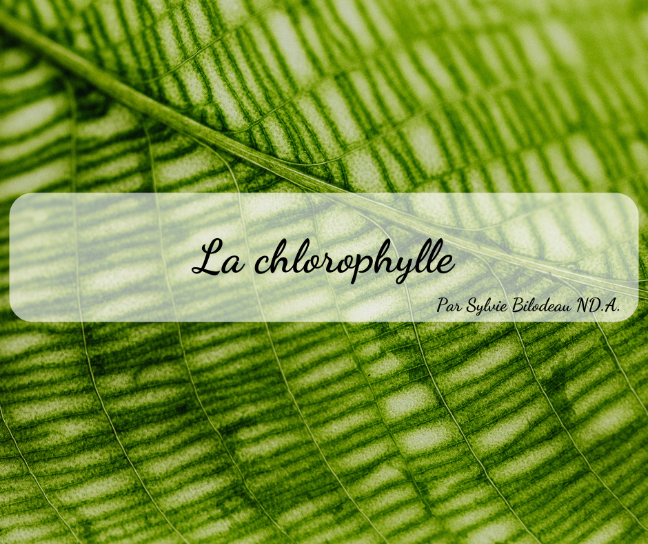 la chlorophylle et ses bienfaits sur la santé