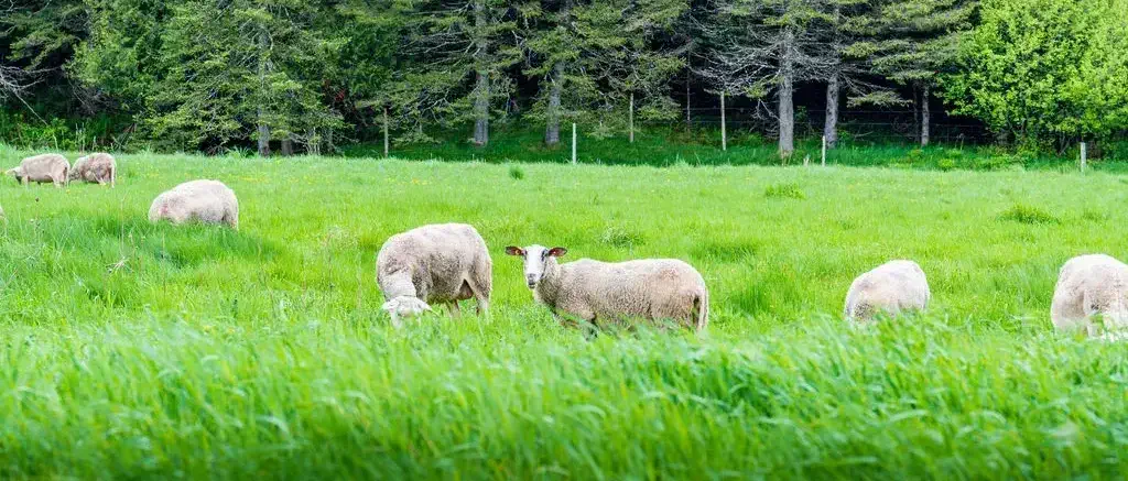 Bergerie Blais-champs de brebis-Coop Alenotur