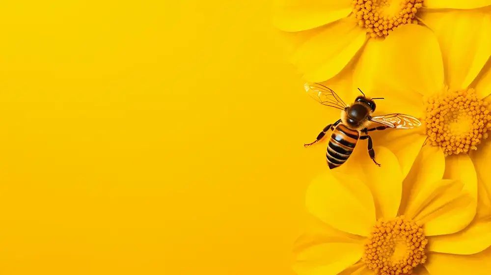 Abeille sur fleurs de Happy-culture