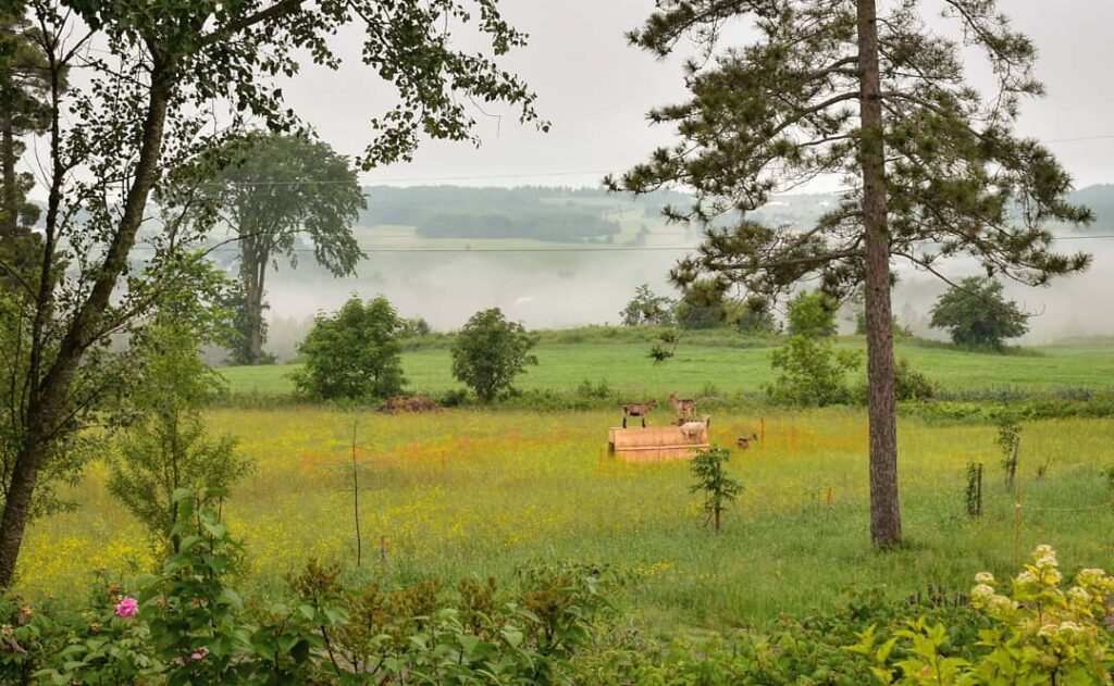 Fromagerie les Brousailles - fromages bio au lait cru en Estrie
